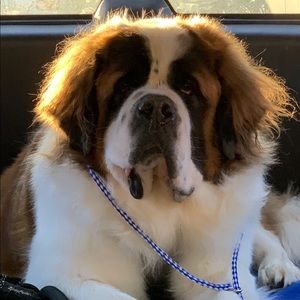 Meet your Posher, Dawn